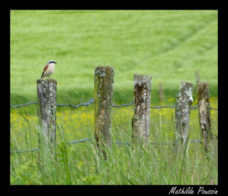 Pie-grièche écorcheur (mâle)